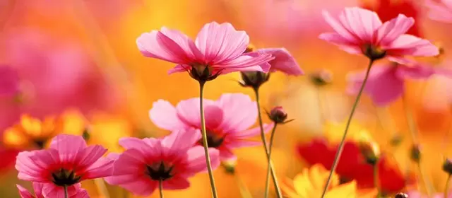 Horoskop Januari 2027